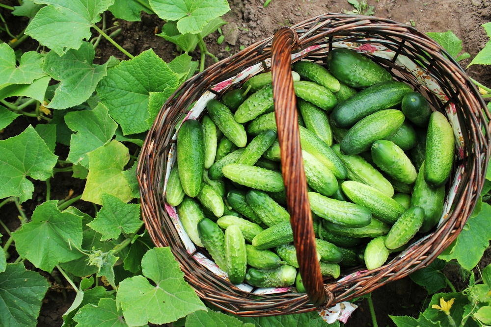 Tips to Keep Cucumbers Fresh